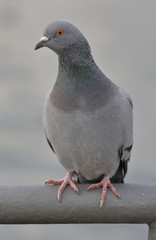 pigeon