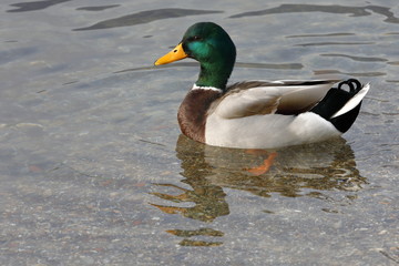 Obraz premium mallard