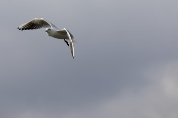 seagull in flight
