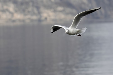 seagull in flight