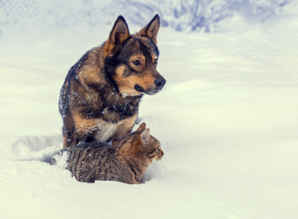 Cat and dog best friends. Cat and dog playing together outdoor on the snow in winter