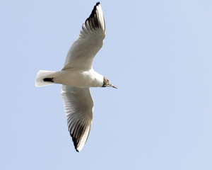 seagull in flight