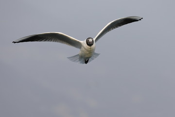 seagull in flight