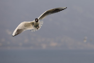 seagull in flight