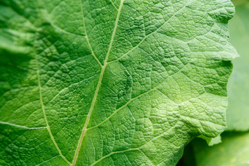 Fresh green burdock leaf closeup texture background