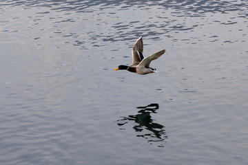 mallard in flight