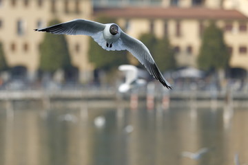 seagull in flight