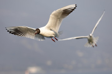 seagull in flight