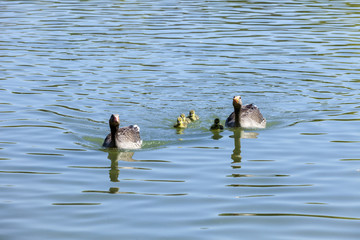 duck family on a sunny day on the lake