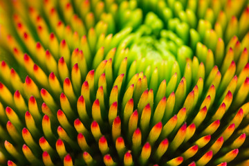 the middle of the flower Echinacea closeup. macro photo