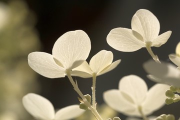 white hydrangea flowers on black background