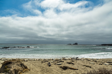 Piedras Blancas Elephant Seals