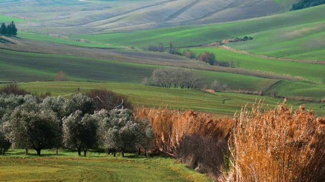 Tuscany pastoral field in amaizing light