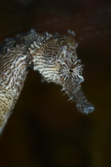Seepferdchen