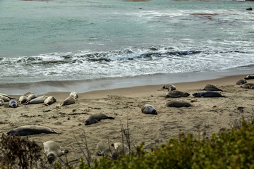 Piedras Blancas Elephant Seals