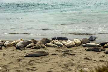 Piedras Blancas Elephant Seals