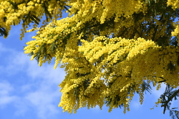 Fiori di mimosa