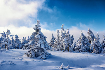 Fototapeta premium Harz im Winter