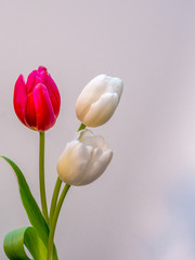 white and red/pink tulip blossoms on white