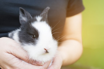Lovely baby 2 weeks Thai rabbit in lady hand