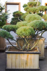 Big Pine topiary in form of clouds evergreen tree in wooden pot in garden selective focus