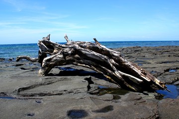 Vertrocknetes Stück Holz / Treibgut auf Fels am Strand und Blick aufs Meer