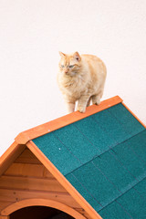 Chat