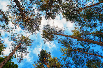 tall pine trees on a background of clouds in the forest