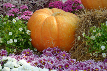 Obraz premium pumpkin on flower