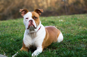 Chien Bouledogue Am&eacute;ricain