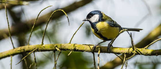 Great Tit bird perched on a tree branch during winter