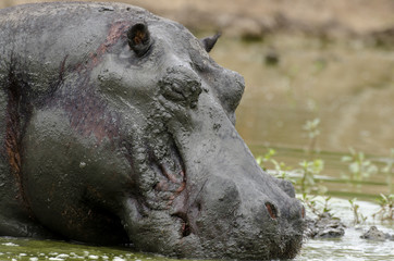 Hippopotame, Hippopotamusa amphibius, Parc national Kruger, Afrique du Sud