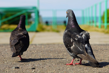 Dove or dove pursues the love of the game pigeons