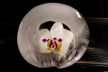 Blume im Eis
