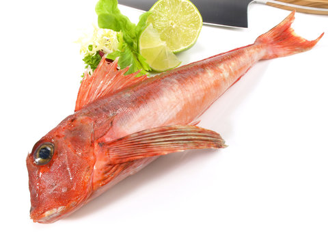 Knurrhahn