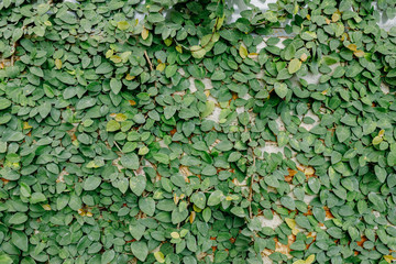 Windows filled with Ivy. leaves