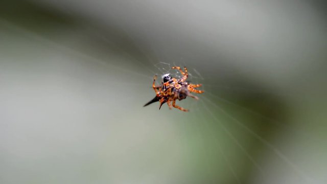 Spider in nature