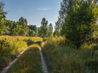 Hot in summer. At the end of a Sunny day the heat weakens and at this time, a nice   walk in a summer forest in picturesque surroundings.