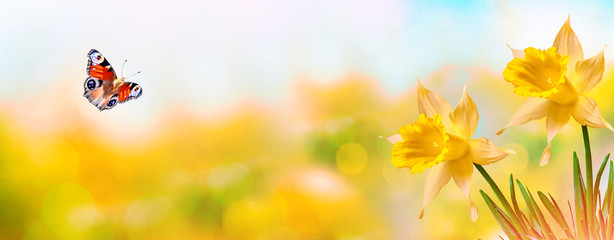 Fototapeta na wymiar Bright and colorful flowers daffodils