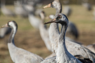 Grues  cendrées