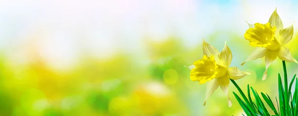 Zelfklevend Fotobehang Narcis Heldere en kleurrijke bloemen narcissen