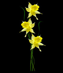 spring flowers narcissus isolated on black background