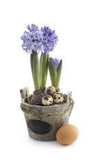Easter concept : hyacinth flowers with eggs