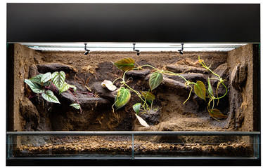 Obraz premium Terrarium do hodowli tropikalnych zwierząt dżungli, takich jak jaszczurki i żaby z zatrutymi strzałkami. Szklany zbiornik z dekoracją dla zwierzaka z lasu deszczowego.