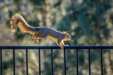 California squirrel running on iron fence with back lighting © Lux Blue
