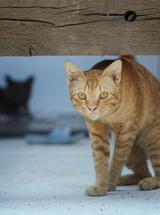 yellow homeless cats 