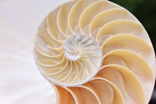 nautilus shell section fibonacci golden ratio cross section spiral shell symmetry half structure growth mother of pearl close up ( pompilius nautilus ) stock photo photograph image picture 