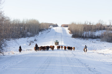 cattle drive on a winter day