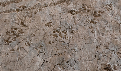 Dog footprint on land with mud, animals and nature. Dog footprint traces of different size