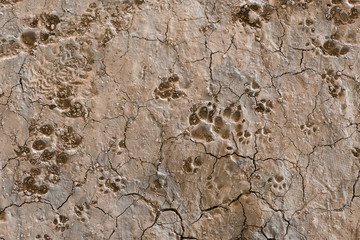 Dog footprint on land with mud, animals and nature. Dog footprint traces of different size